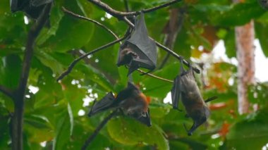 Uçan bir ağaç dalı üzerinde asılı ve bulaşık tilki