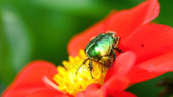 Cetonia Aurata 赤ダリアの花に — ストック動画