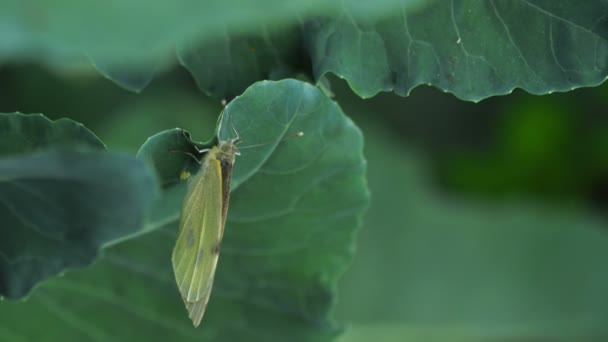 Borboleta que põe ovos na folha verde — Vídeo de Stock