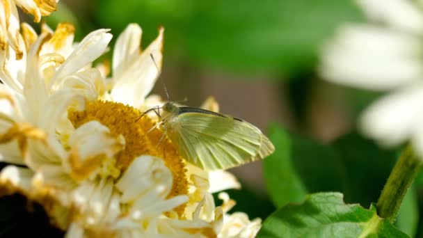 Pieris brassicae borboleta branca — Vídeo de Stock