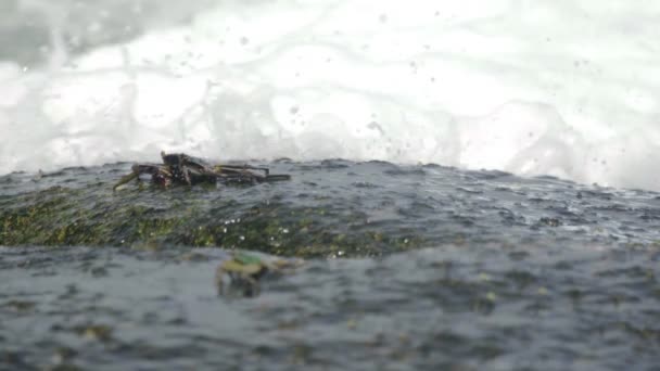 在海边岩石上的螃蟹 — 图库视频影像