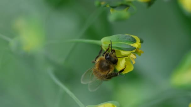 Biene auf einer Blume von Brassica oleracea — Stockvideo