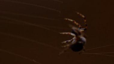 bir web Spider örgüleri