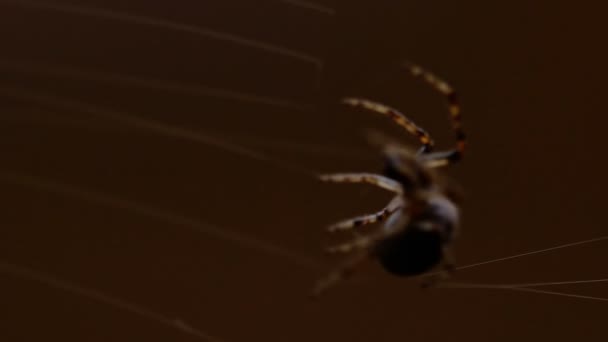 Spinne webt ein Netz — Stockvideo