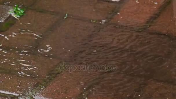 Gotas de lluvia de verano — Vídeo de stock