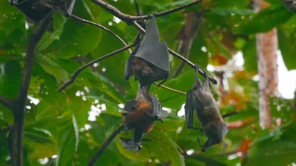 Des renards volants suspendus à une branche d'arbre et se lavant — Video