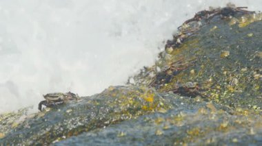 Sahilde rock üzerinde Yengeç