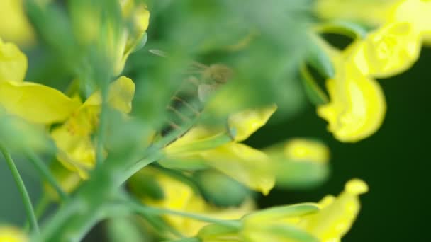 Bee op een bloem van Brassica oleracea — Stockvideo