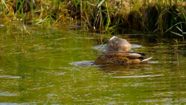 Mallard duck diving — Stock Video