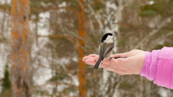 Bird in womens hand eat seeds — Stock Video