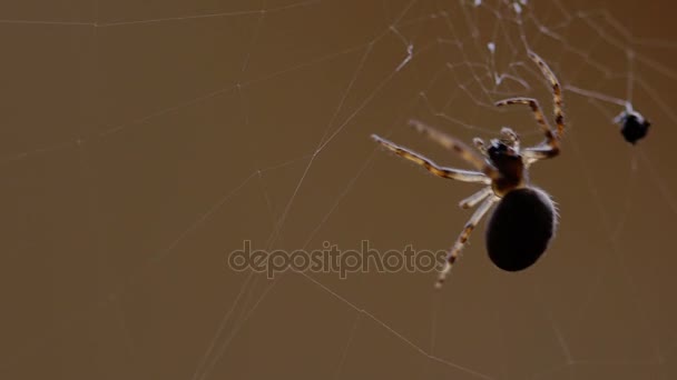 Spider tisse une toile 