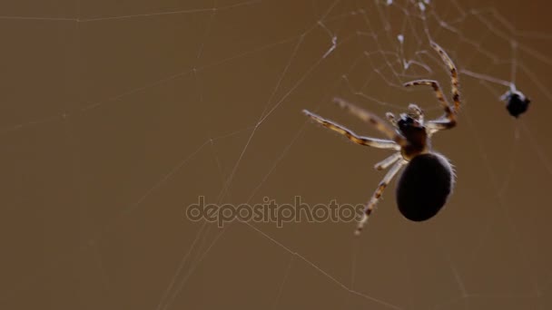 Araña teje una tela — Vídeos de Stock