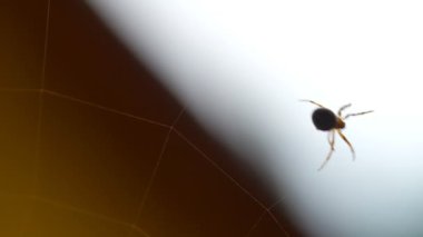 bir web Spider örgüleri