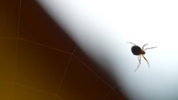Spider tisse une toile 