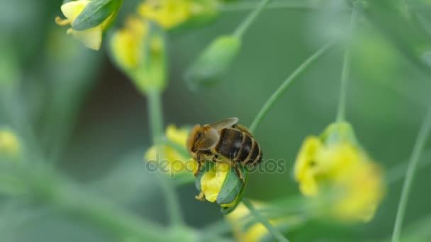 Пчела на цветке Brassica oleracea — стоковое видео