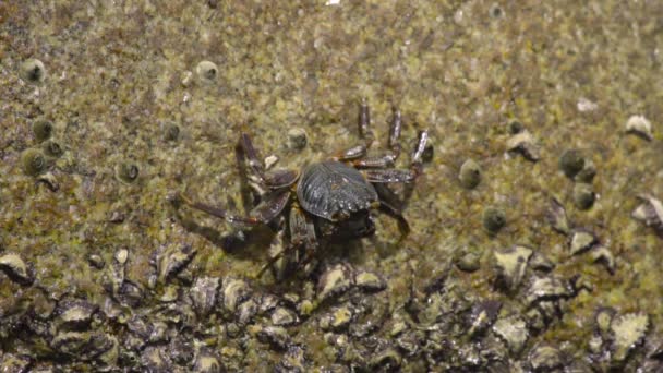 Granchio sulla roccia in spiaggia — Video Stock