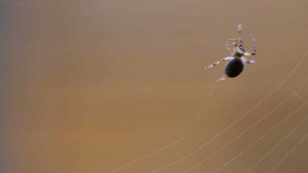 Araña teje una tela — Vídeo de stock