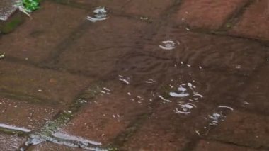 Yaz yağmur yağmur damlaları