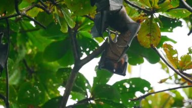 Uçan bir ağaç dalı üzerinde asılı ve bulaşık tilki