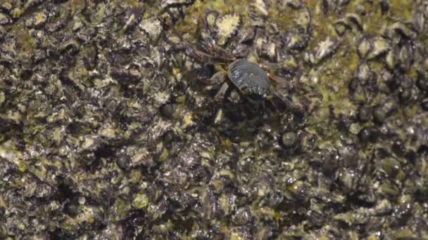 Granchio sulla roccia in spiaggia — Video Stock