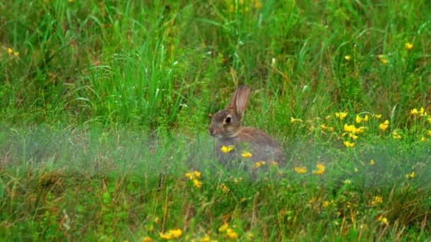 Заєць у зеленій траві, дощовий душ — стокове відео