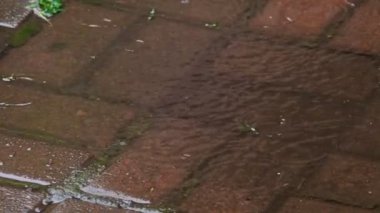 Yaz yağmur yağmur damlaları