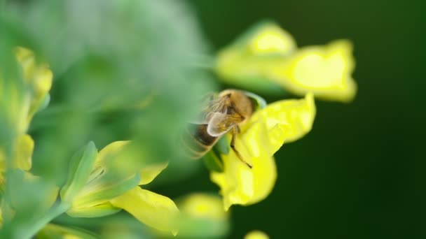 Biene auf einer Blume von Brassica oleracea — Stockvideo