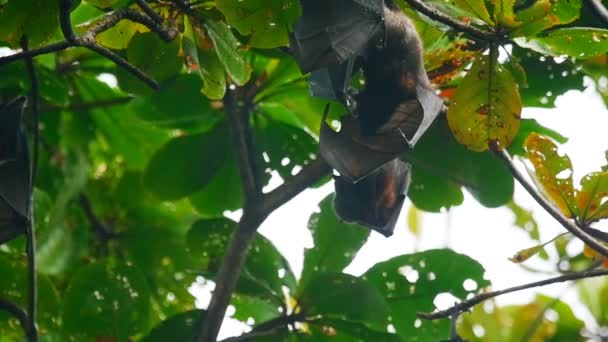 Zorros voladores colgando de una rama de árbol y lavando — Vídeos de Stock