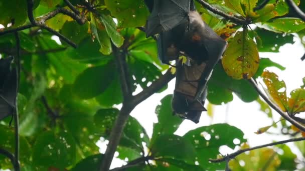 Zorros voladores colgando de una rama de árbol y lavando — Vídeos de Stock