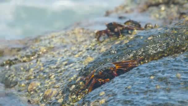 Крабы на скале на пляже — стоковое видео