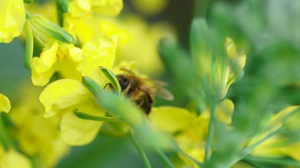 Bee on a flower of Brassica oleracea — Stock Video