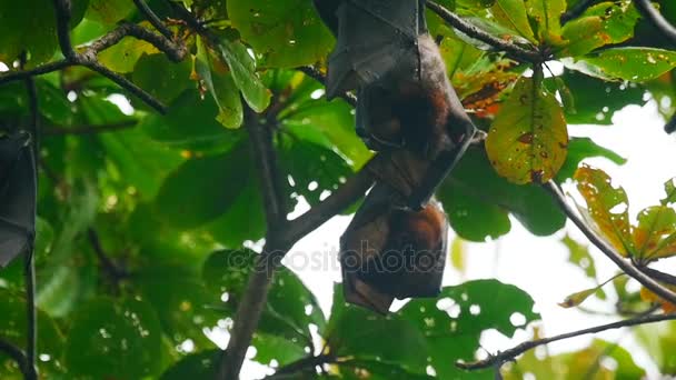 Zorros voladores colgando de una rama de árbol y lavando — Vídeos de Stock