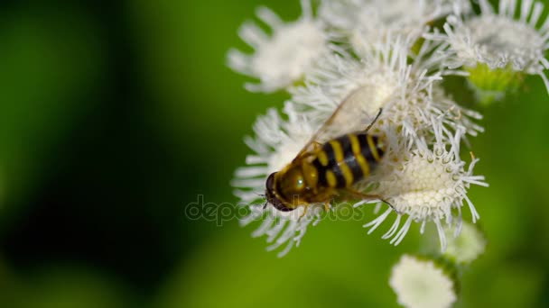 Μεγάλη μύγα στο το Ageratum houstonianum — Αρχείο Βίντεο