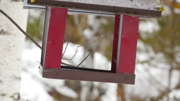 Alimentador de aves no parque — Vídeo de Stock