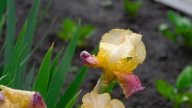 Yağmur altında ıslak sarı-mor Iris