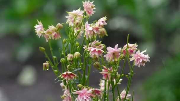 Roze decoratieve aquilegia bloemen — Stockvideo