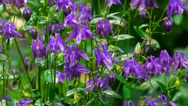 Fleurs Aquilegia pourpres — Video