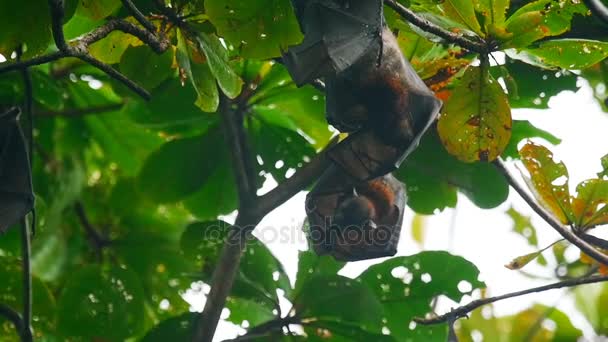 Flying foxes hanging on a tree branch and washing up — Stock Video