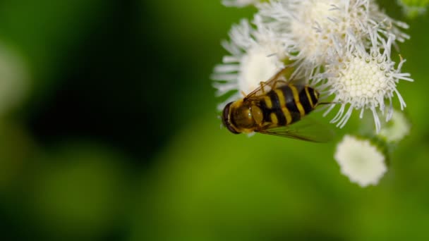 Stora fluga på den Ageratum houstonianum — Stockvideo