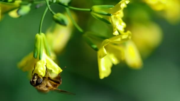 Abeja en una flor de Brassica oleracea — Vídeos de Stock