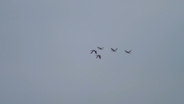 Greylag geese flying — Stock Video