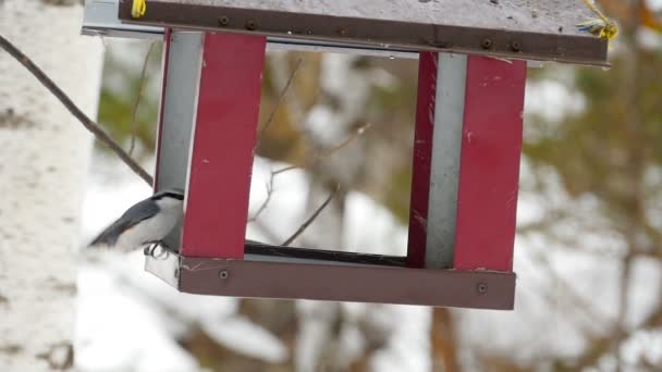 Vogelfutterhäuschen im Park — Stockvideo