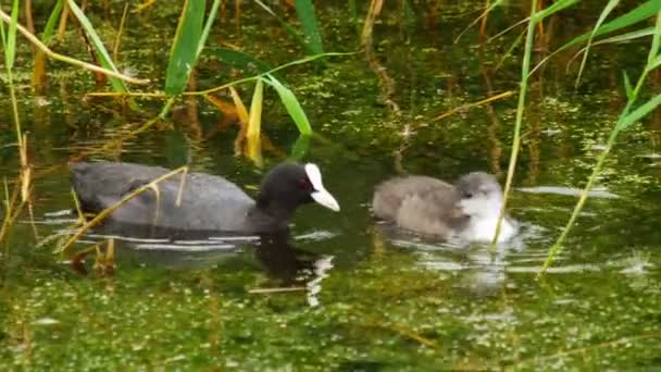 オオバンと池で泳いでひよこ — ストック動画