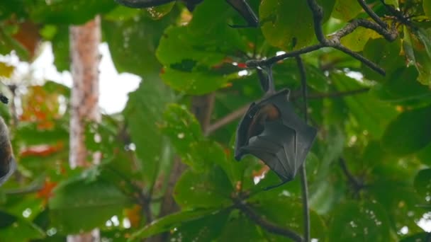 Volpi volanti appese a un ramo d'albero e che si lavano — Video Stock