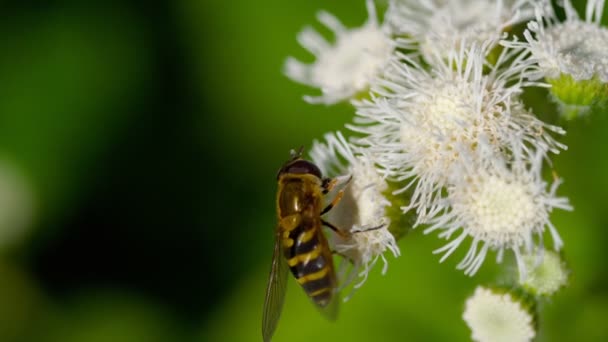 Big Fly en el Ageratum houstonianum — Vídeo de stock