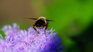 Ageratum houstonianum büyük anında