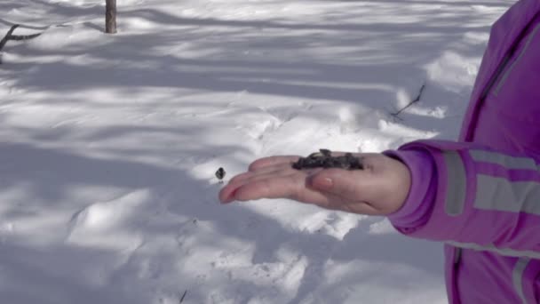 Las aves en la mano de las mujeres comen semillas — Vídeos de Stock