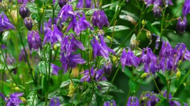 Mor aquilegia çiçek