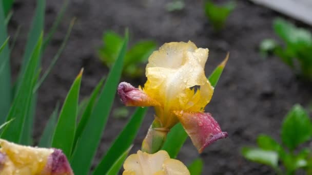 Nasse gelb-violette Iris unter Regen — Stockvideo