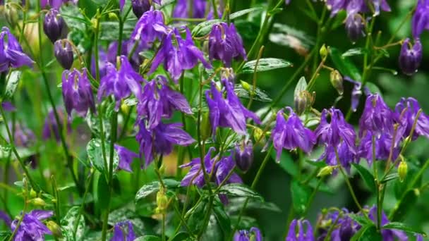 Fleurs Aquilegia pourpres 